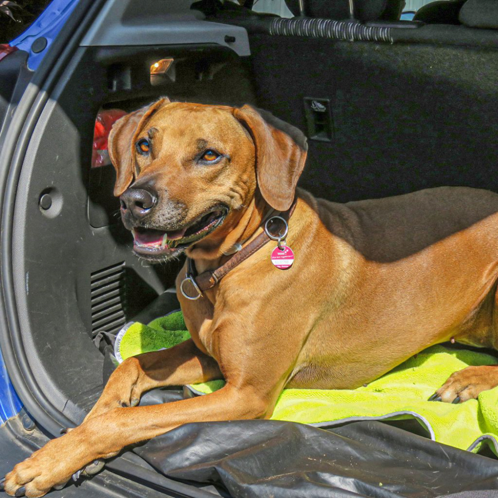 awiwa pet Hundehandtuch 90 x 60 cm